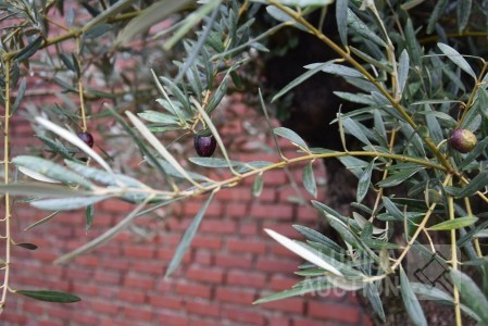 Mooie olijfbomen